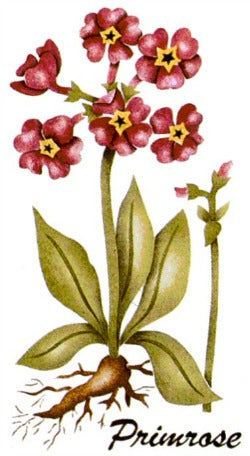 #343 Primrose Botanical