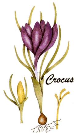 #344 Crocus Botanical