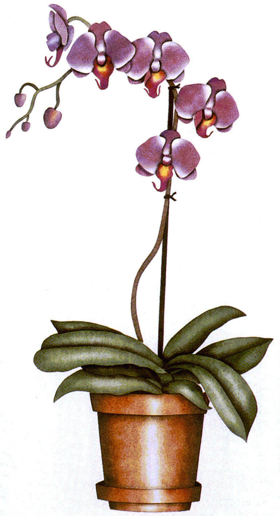 #359 Orchid
