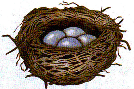 #358 Bird's Nest
